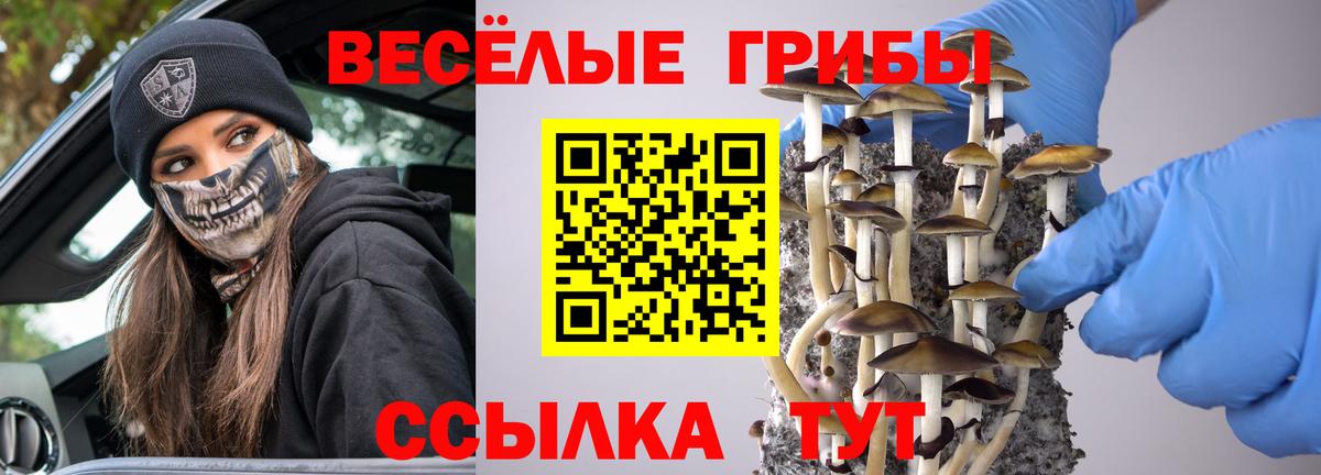 Галлюциногенные грибы Psilocybe Мелеуз